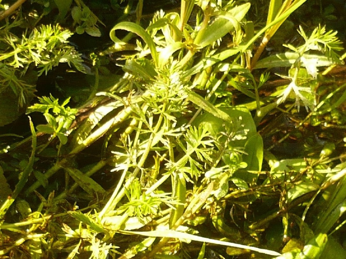 Helosciadium inundatum (Apiaceae)